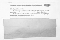 Phloeospora heraclei image